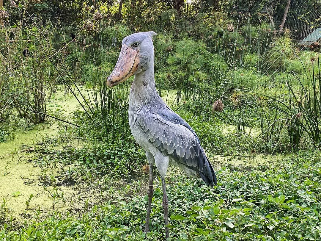 shoebill stork stand